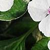 Hydrangea macrophylla 'Mariesii', flowers
