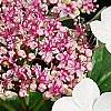 Hydrangea macrophylla 'Mariesii', flowers