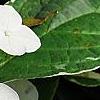 Hydrangea macrophylla 'Mariesii', flowers