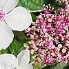 Hydrangea macrophylla 'Mariesii', flowers