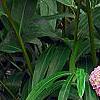 Hydrangea macrophylla 'Monte Forte', habit