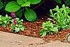 Hydrangea macrophylla 'Monte Forte', habit