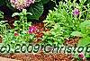 Hydrangea macrophylla 'Monte Forte', habit