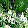 Hydrangea macrophylla 'Monte Forte', habit