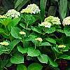 Hydrangea macrophylla 'Monte Forte', habit