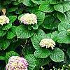 Hydrangea macrophylla 'Monte Forte', habit