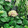 Hydrangea macrophylla 'Monte Forte', habit