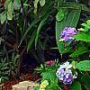 Hydrangea macrophylla 'Monte Forte', habit