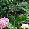 Hydrangea macrophylla 'Monte Forte', habit