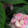 Hydrangea macrophylla 'Monte Forte', flowers