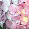 Hydrangea macrophylla 'Monte Forte', flowers