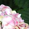 Hydrangea macrophylla 'Monte Forte', flowers