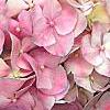 Hydrangea macrophylla 'Monte Forte', flowers