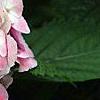 Hydrangea macrophylla 'Monte Forte', flowers
