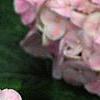 Hydrangea macrophylla 'Monte Forte', flowers
