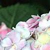 Hydrangea macrophylla 'Monte Forte', flowers