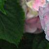 Hydrangea macrophylla 'Monte Forte', flowers