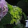 Hydrangea macrophylla 'Merritt's Supreme', flowers