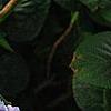 Hydrangea macrophylla 'Merritt's Supreme', flowers