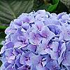 Hydrangea macrophylla 'Merritt's Supreme', flowers