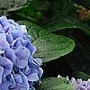 Hydrangea macrophylla 'Merritt's Supreme', flowers