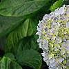 Hydrangea macrophylla 'Merritt's Supreme', flowers
