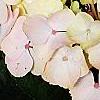 Hydrangea macrophylla 'Soeur Therese', flowers