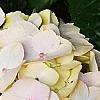 Hydrangea macrophylla 'Soeur Therese', flowers