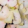 Hydrangea macrophylla 'Soeur Therese', flowers
