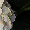 Hydrangea macrophylla 'Soeur Therese', flowers