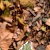 Hydrangea macrophylla 'Variegata', leaves