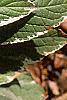 Hydrangea macrophylla 'Variegata', leaves
