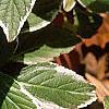 Hydrangea macrophylla 'Variegata', leaves
