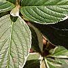 Hydrangea macrophylla 'Variegata', leaves