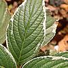 Hydrangea macrophylla 'Variegata', leaves