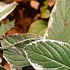 Hydrangea macrophylla 'Variegata', leaves