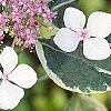 Hydrangea macrophylla 'Variegata', flowers