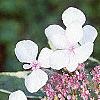 Hydrangea macrophylla 'Variegata', flowers