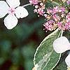 Hydrangea macrophylla 'Variegata', flowers