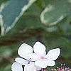 Hydrangea macrophylla 'Variegata', flowers