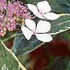 Hydrangea macrophylla 'Variegata', flowers