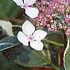 Hydrangea macrophylla 'Variegata', flowers