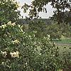 Hydrangea paniculata, habit