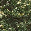 Hydrangea paniculata, habit