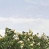 Hydrangea paniculata, habit