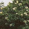 Hydrangea paniculata, habit