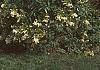 Hydrangea paniculata, habit