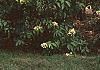 Hydrangea paniculata, habit