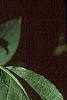 Hydrangea paniculata, leaves