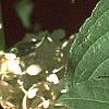 Hydrangea paniculata, leaves